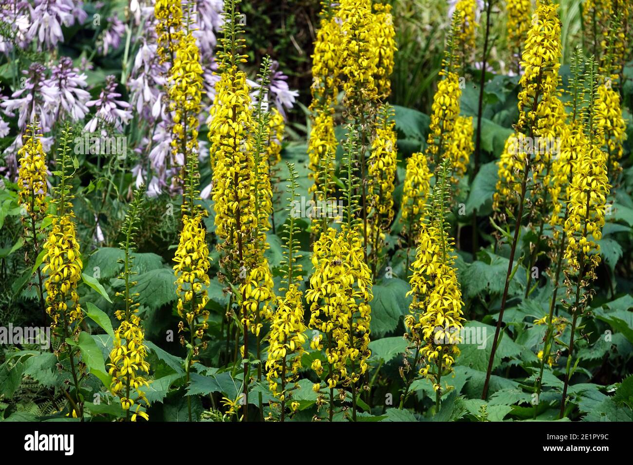 Ligularia Leopard plant in shade garden flowers herbaceous plants Stock Photo