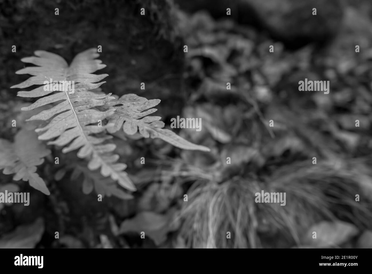 Pteridium aquilinum or eagle fern.Nature plant background.Fashion design concept. Black and white photography style.Copy space for text Stock Photo