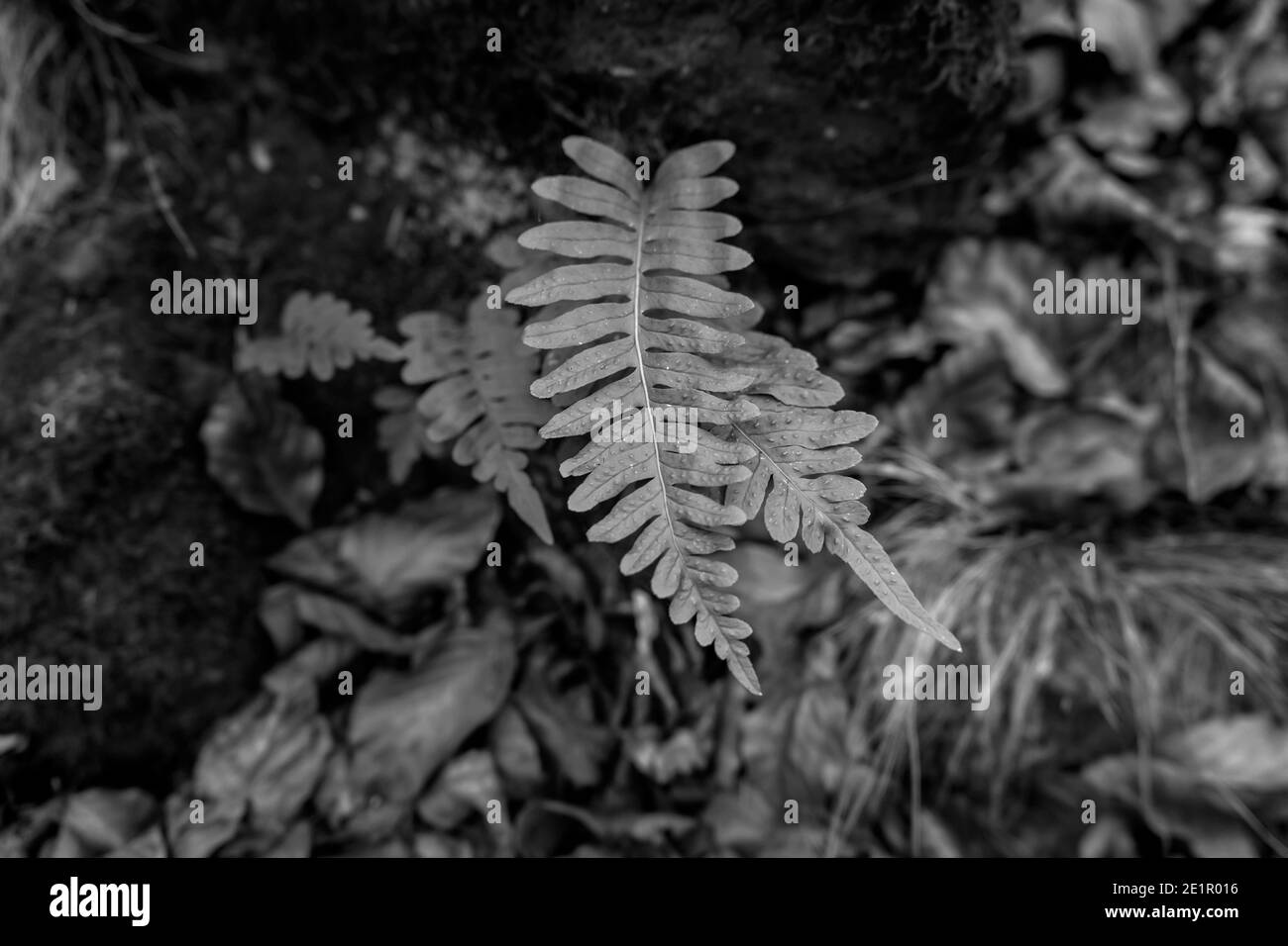 Pteridium aquilinum or eagle fern.Nature plant background.Fashion design concept. Black and white photography style. Stock Photo