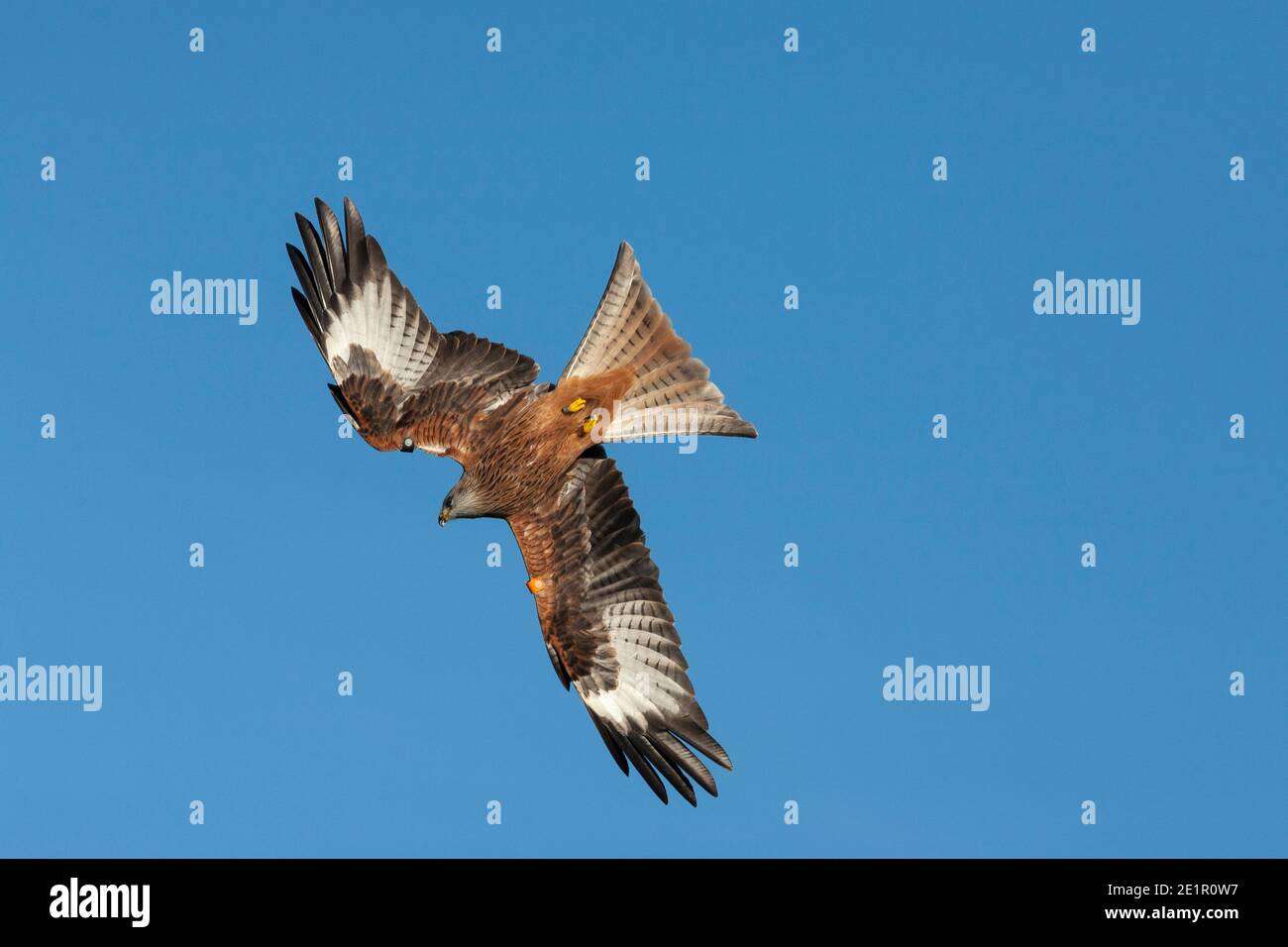 Red Kite (Milvus milvus), Gigrin Farm, Rhayader, Wales, UK Stock Photo