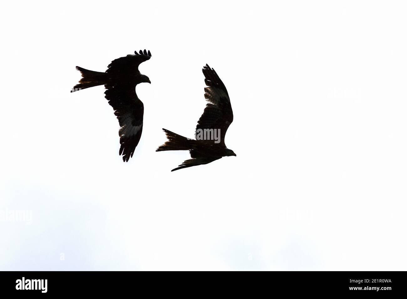 Red Kites (Milvus milvus), Belly Slack Farm, Dumfries & Galloway, Scotland, UK Stock Photo