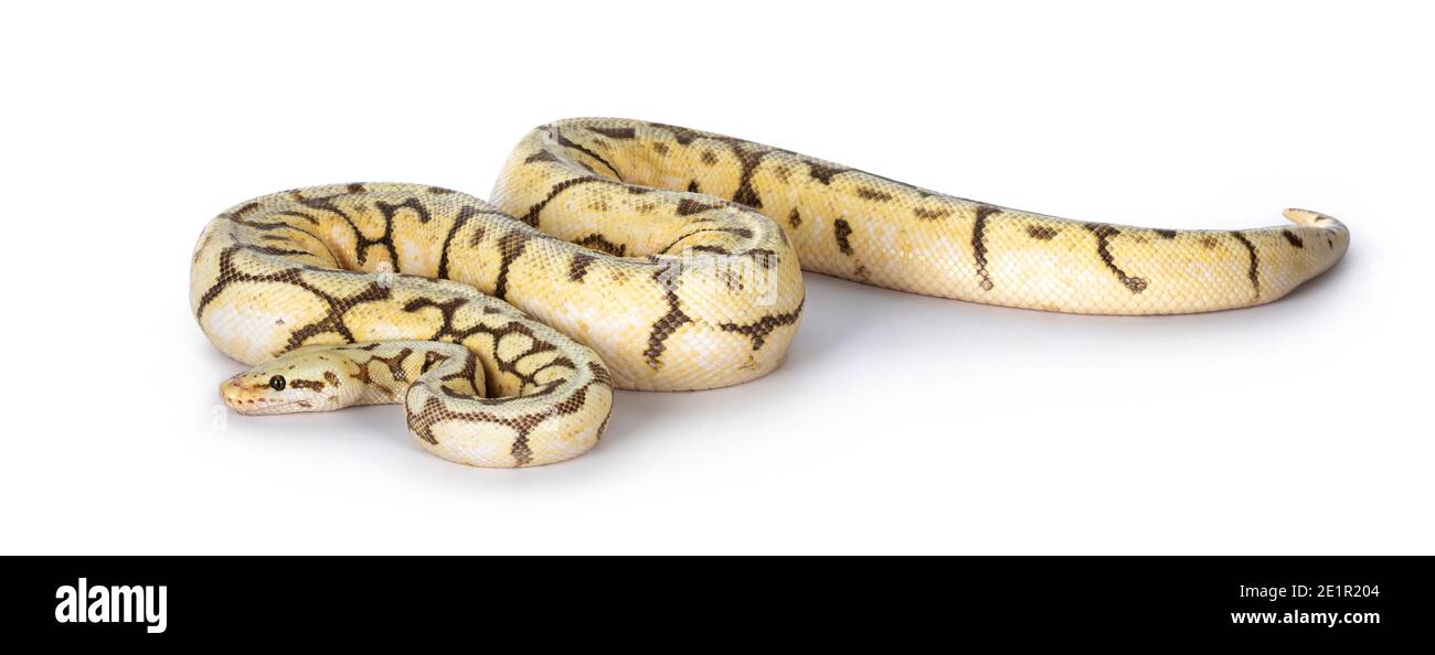 Full body side view adult Killerbee Ballpython aka Python Regius. Isolated on white background. Stock Photo