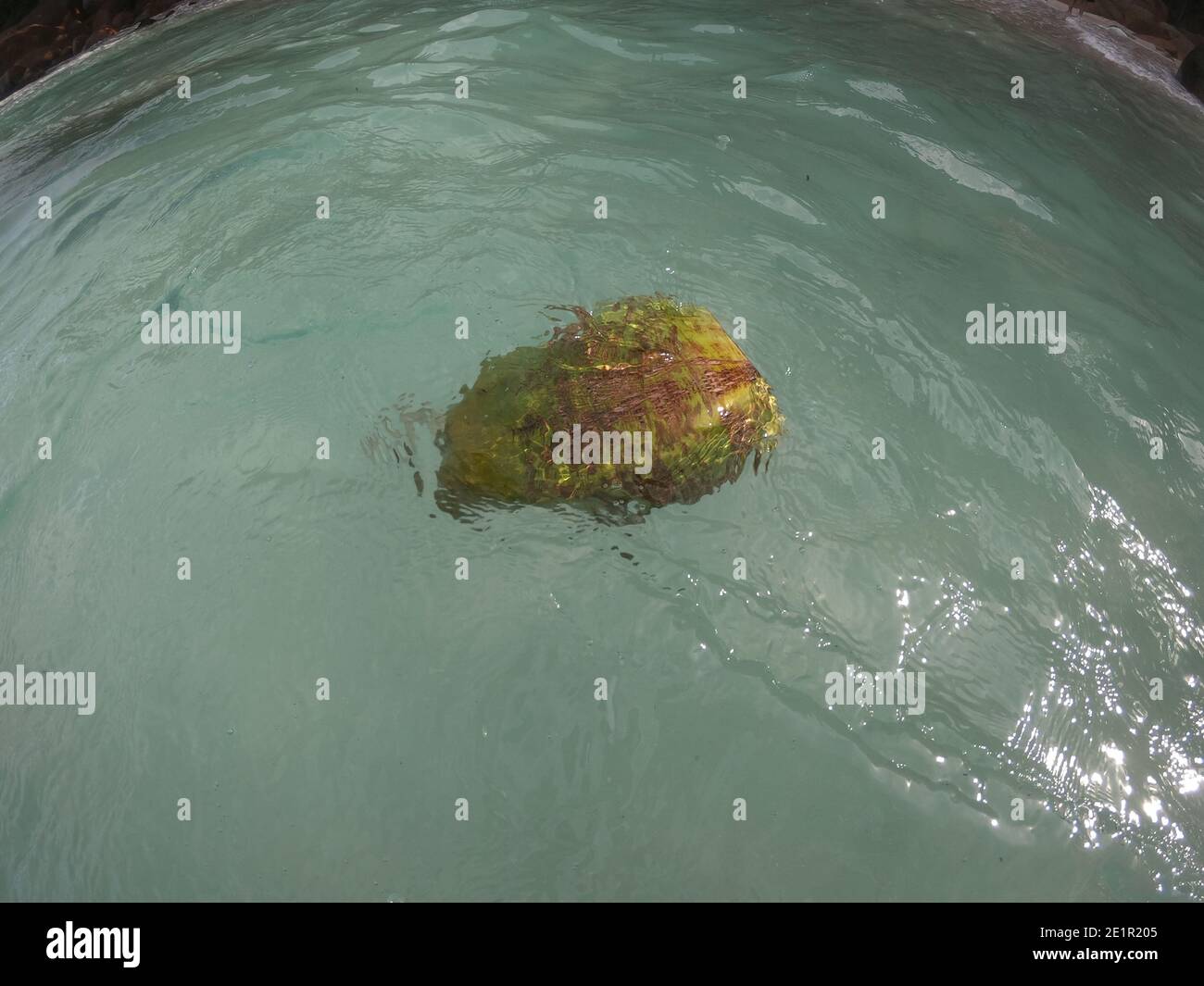 A coconut floats on the water Stock Photo Alamy
