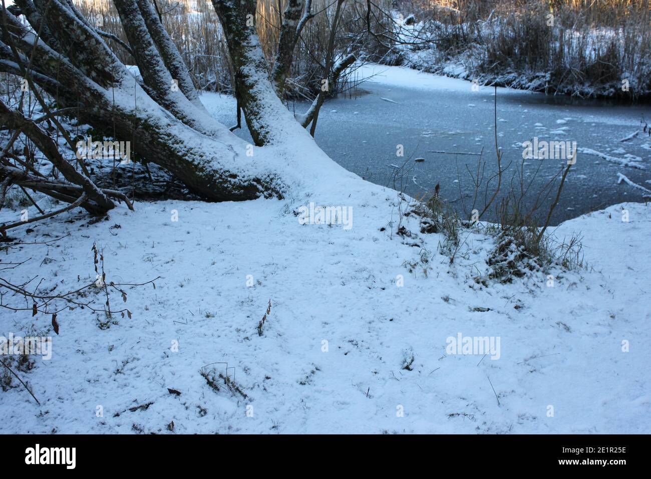 Hiking in public park during the winter. Snow covered forests and icy lakes, public parks, walking and hiking in nature. Seasons, winter time UK. Stock Photo