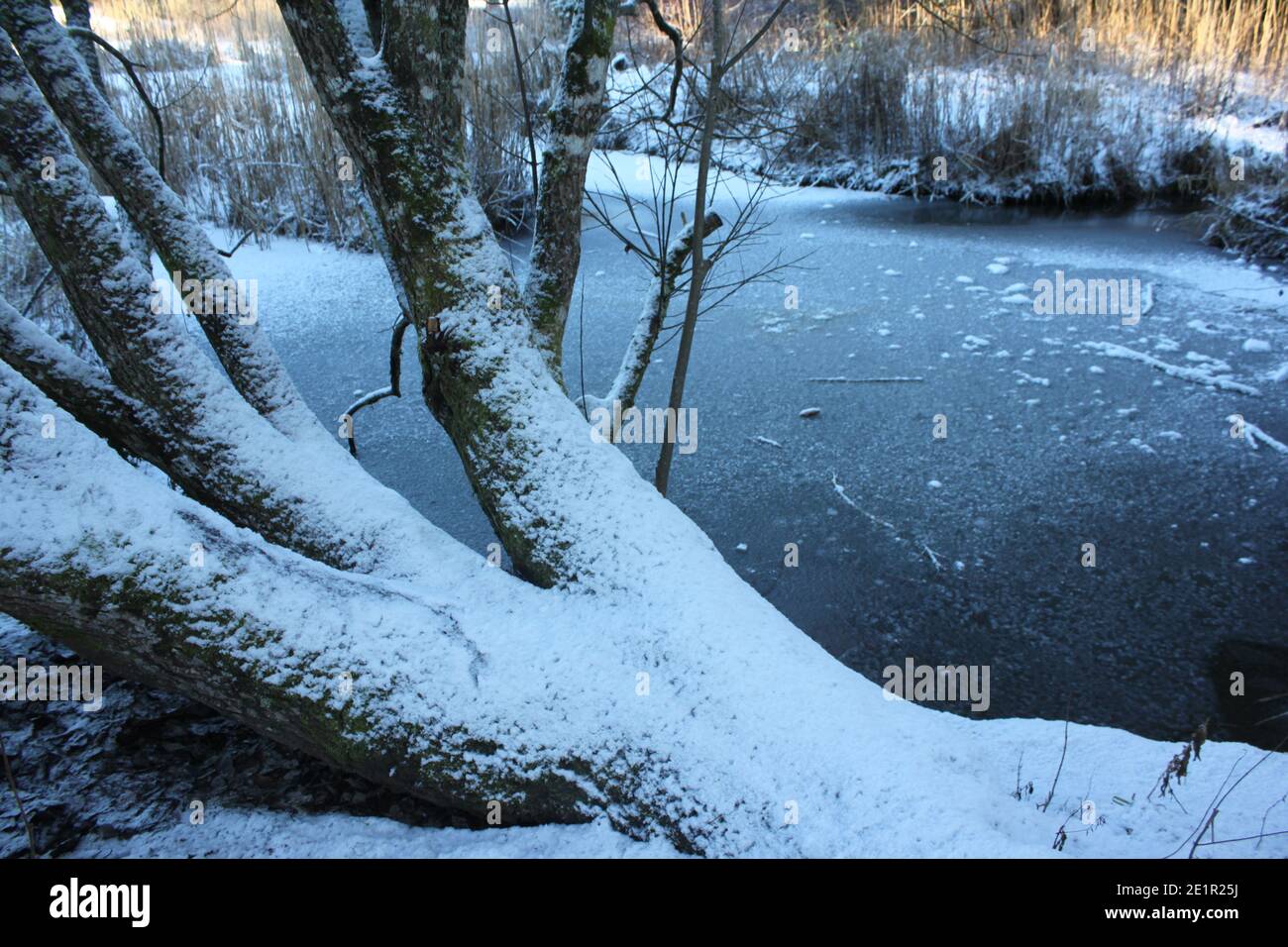 Winter landscapes. Winter walks in public parks, United Kingdom. Snow covered trees and icy lakes, winter parkland. Walking in the woods, winter season. Stock Photo