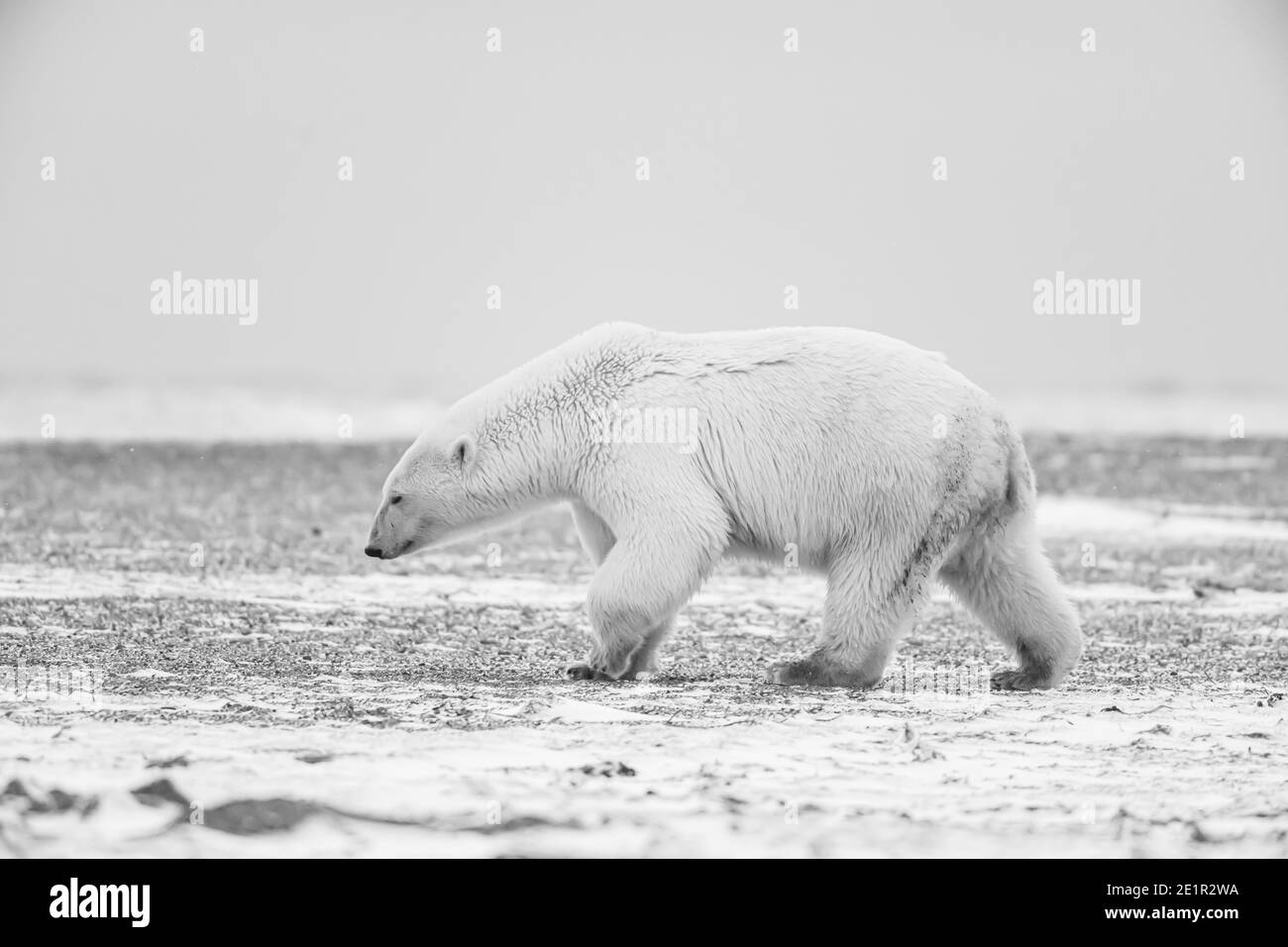 Polar bear (Ursus maritimus) in the Arctic Circle of Kaktovik, Alaska