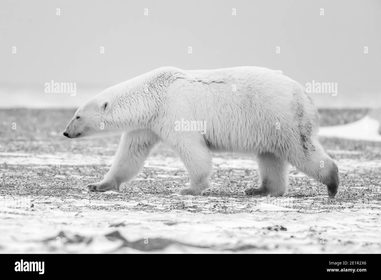 Black bears in the outdoors Black and White Stock Photos & Images - Alamy
