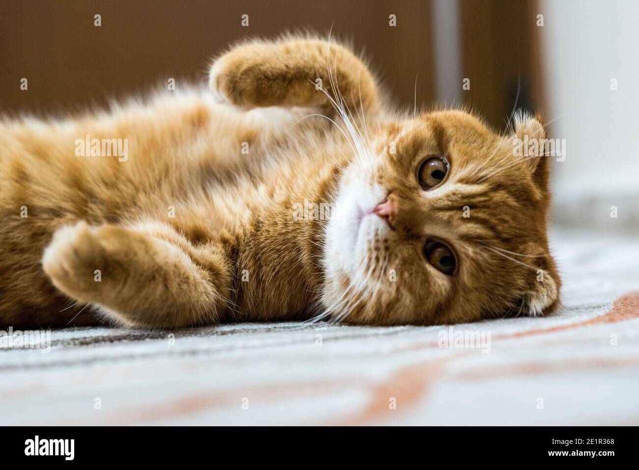 Domestic cat Scottish Fold Stock Photo