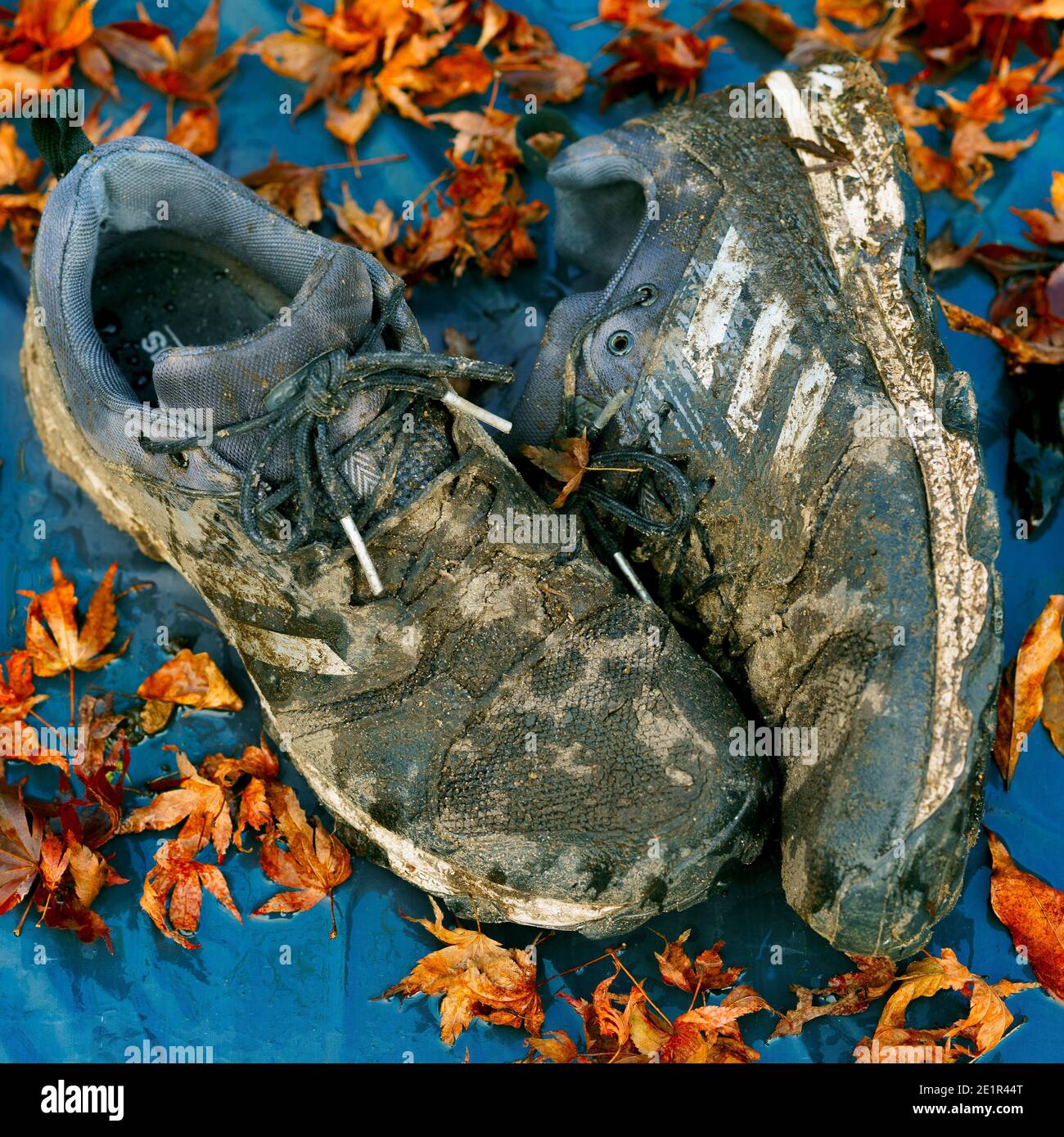 Men's Muddy Adidas Running Shoes, Dirty Adidas Training Shoes. Surrounded  by Autumn leaves. Adidas Galaxy Trail Shoes Stock Photo - Alamy
