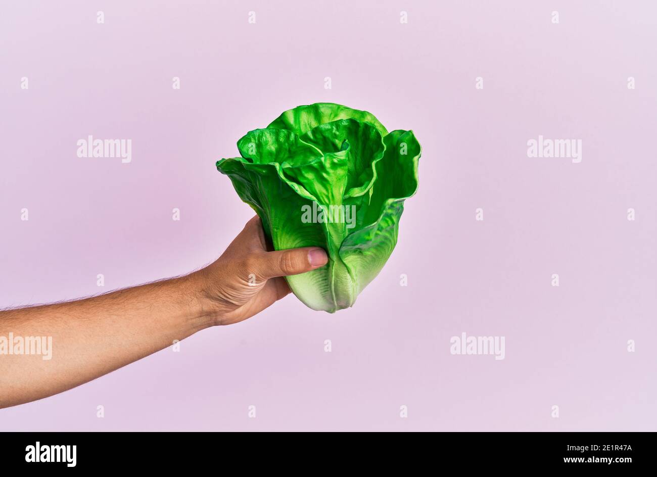 Hand of hispanic man holding lettuce over isolated pink background. Stock Photo
