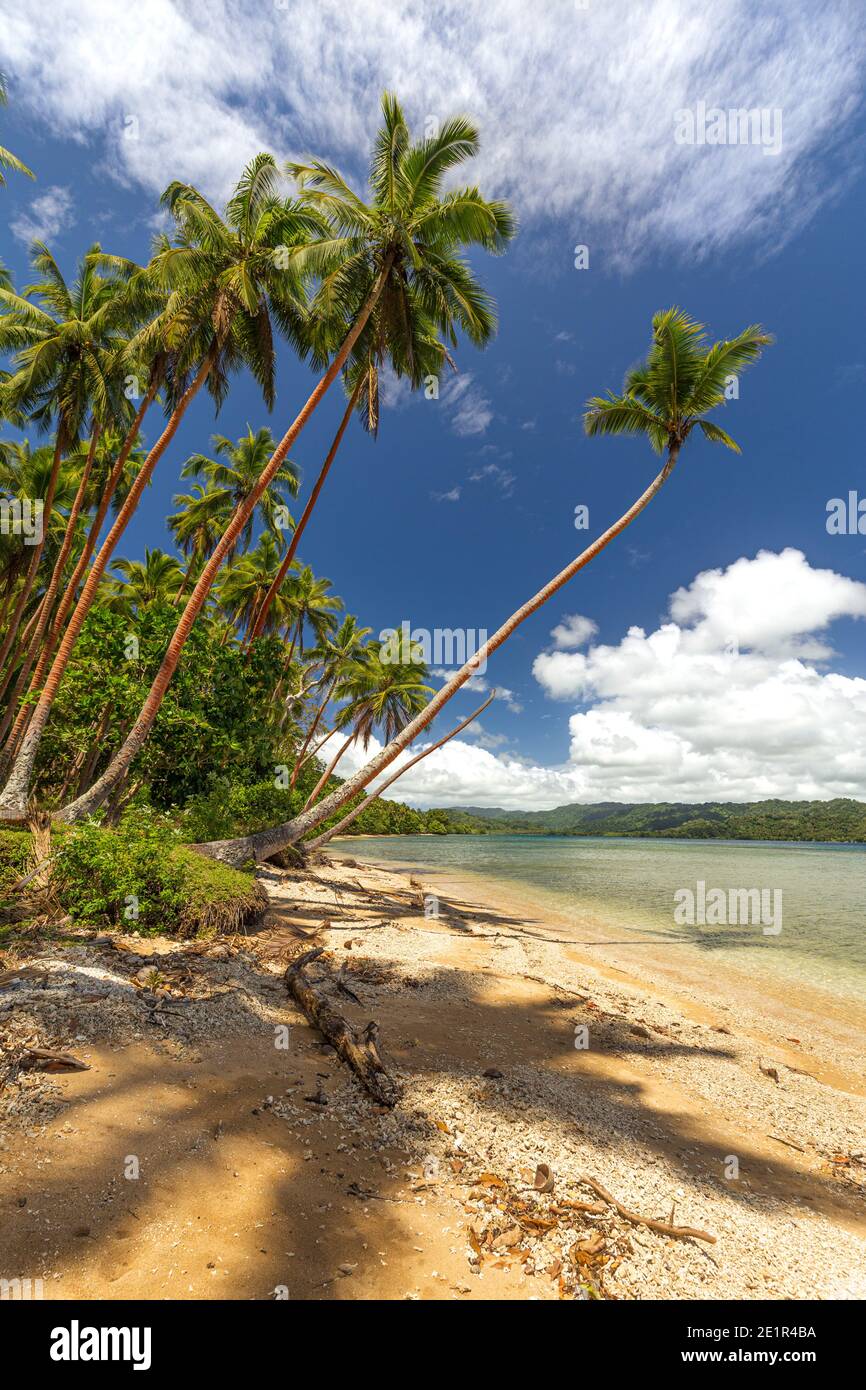 Beautiful beach with palm trees on Malekula island, Vanuatu Stock Photo ...