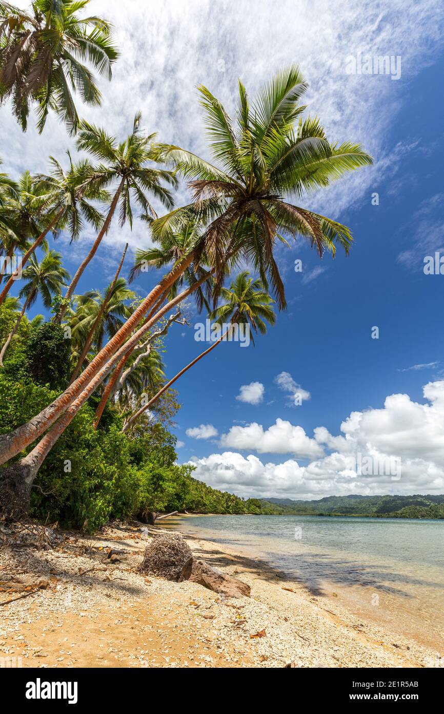 Beautiful beach with palm trees on Malekula island, Vanuatu Stock Photo ...