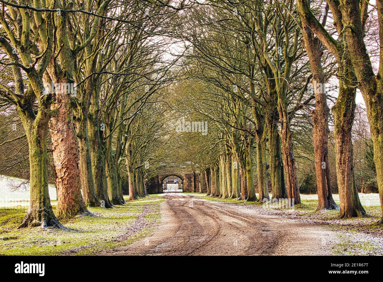 Avenue of Trees at Winter near Durham, County Durham, England, UK. Stock Photo