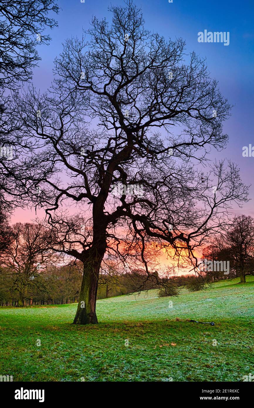 Oak tree sunset in countryside hi-res stock photography and images - Alamy
