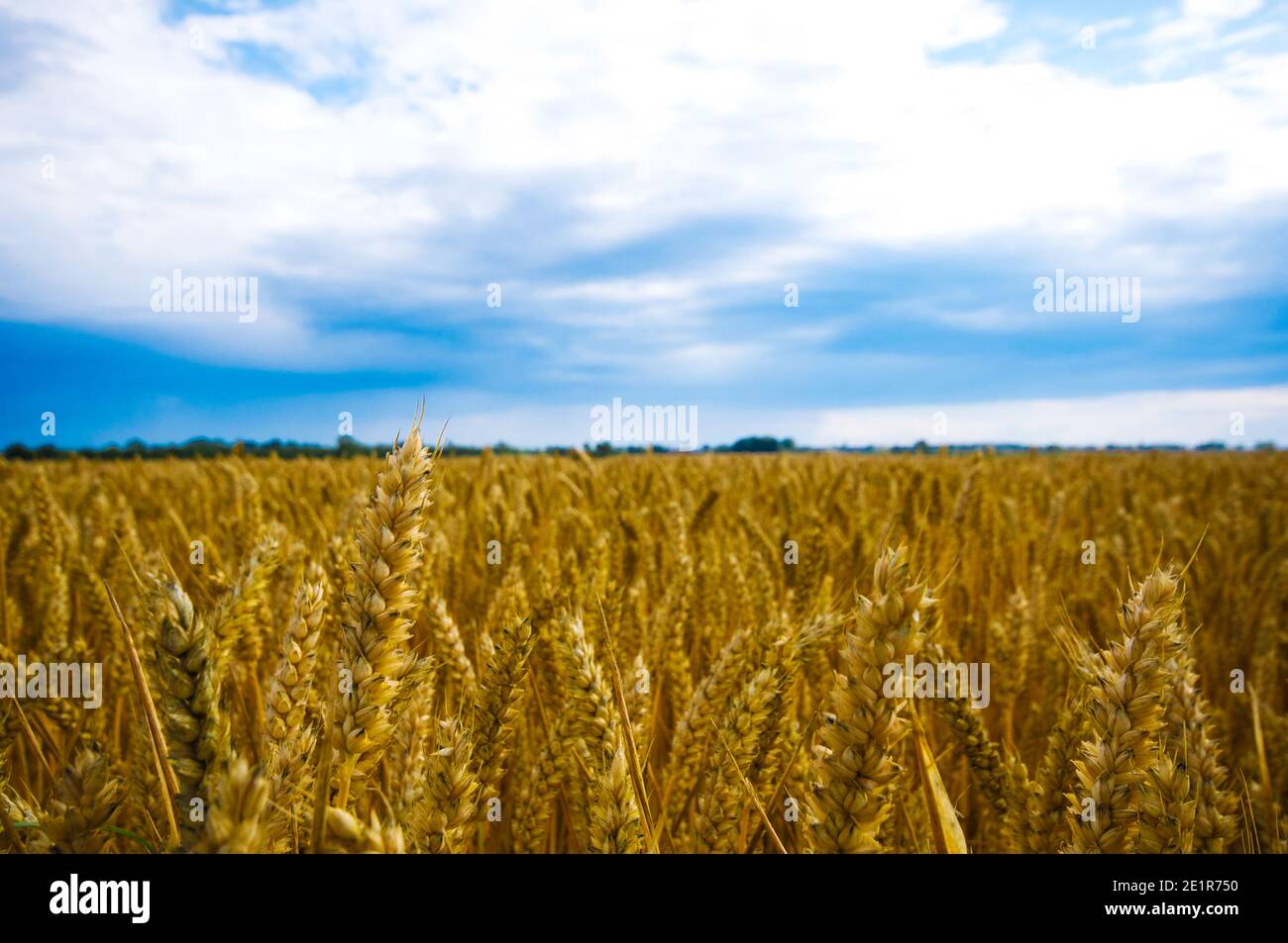 Wheat field with blue sky and some clouds Stock Photo - Alamy