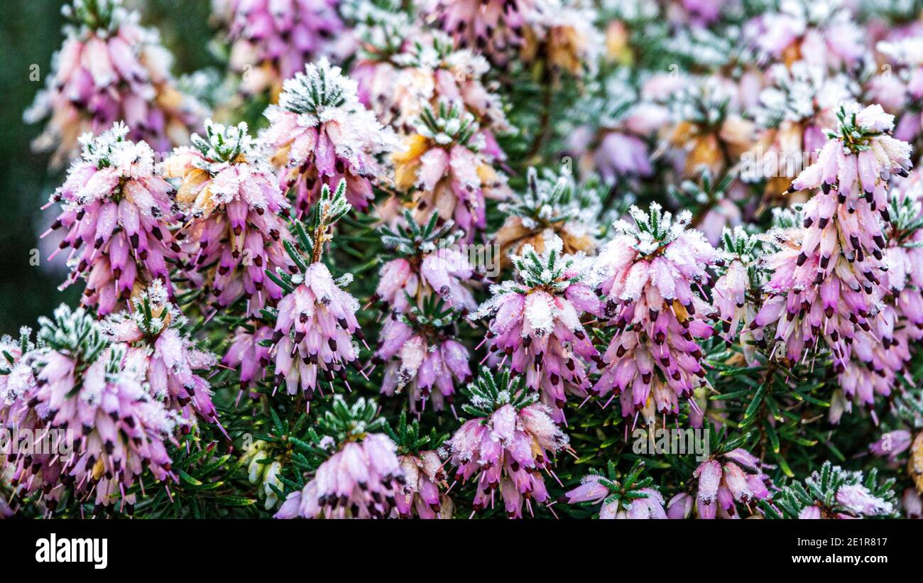 Winter heath, Erica carnea, a winter flowering heather with frost and ice. Stock Photo