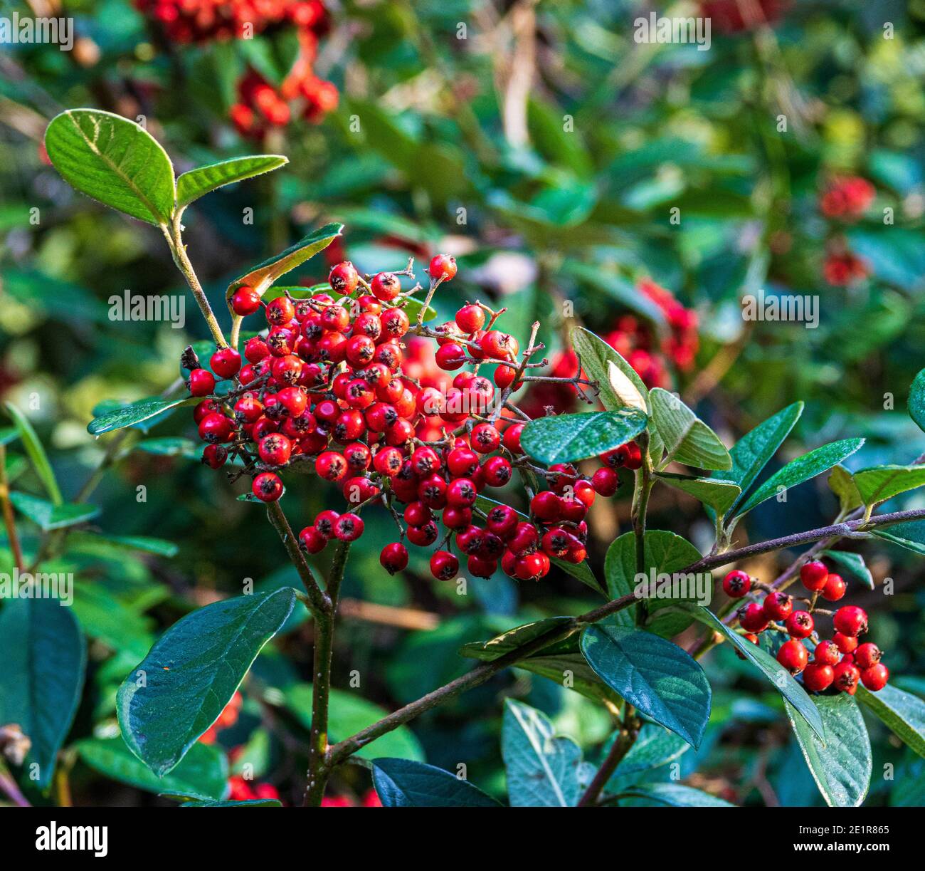 Late Cotoneaster, Cotoneaster lacteus, with red berry fruits in an ornamental landscape garden. An evergreen shrub. Stock Photo