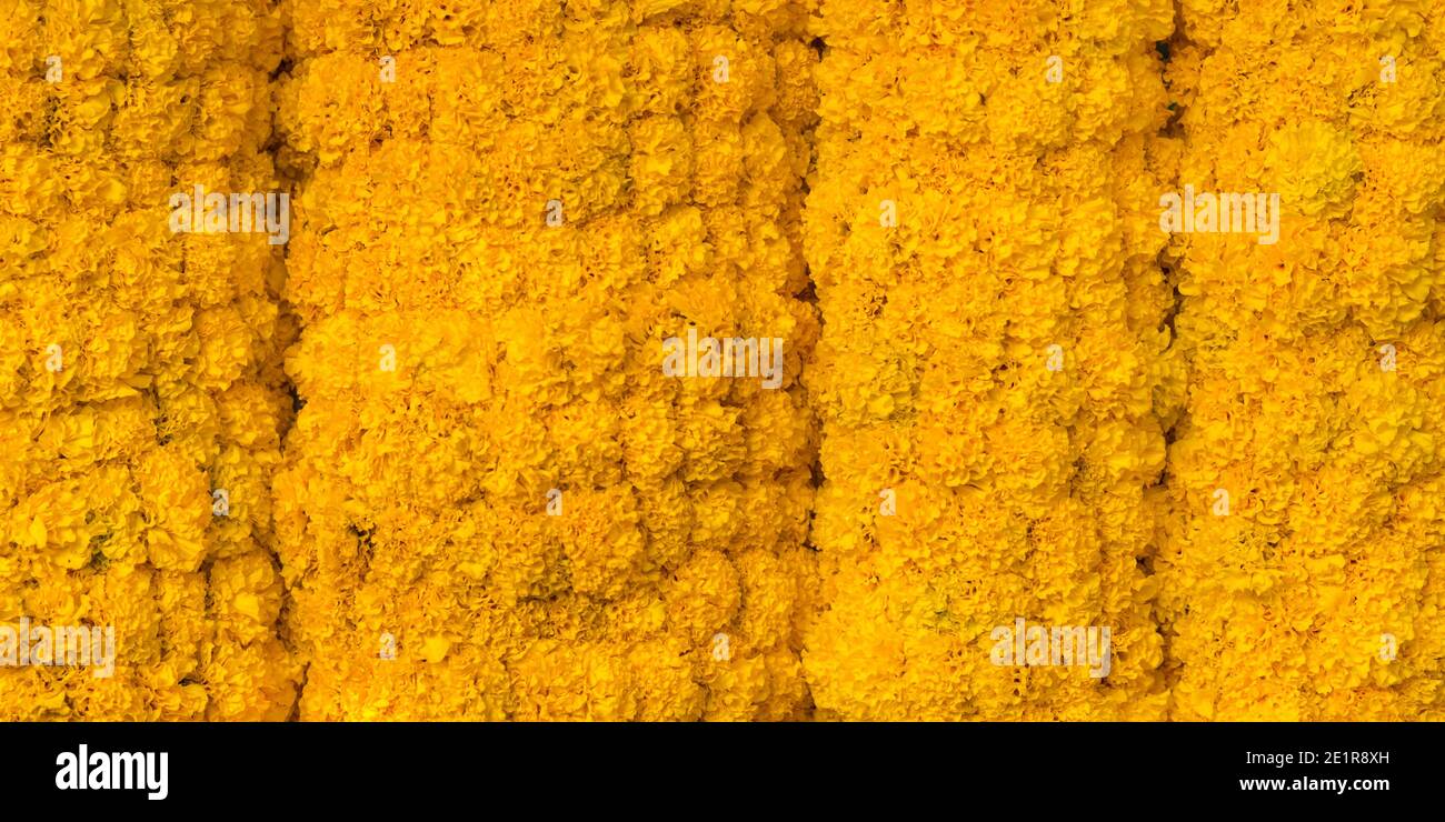 Fresh yellow marigold garlands, a closeup, at market in Thailand. Stock Photo