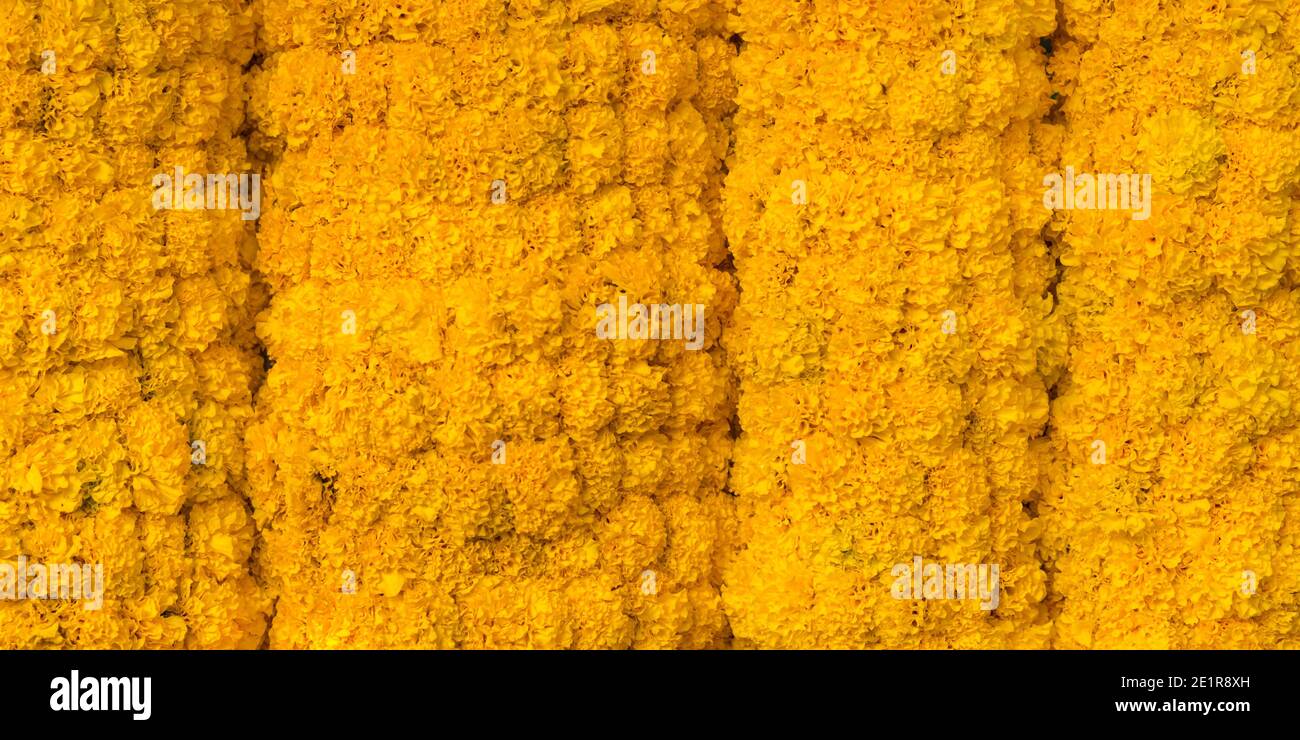 Marigold garland hires stock photography and images Alamy
