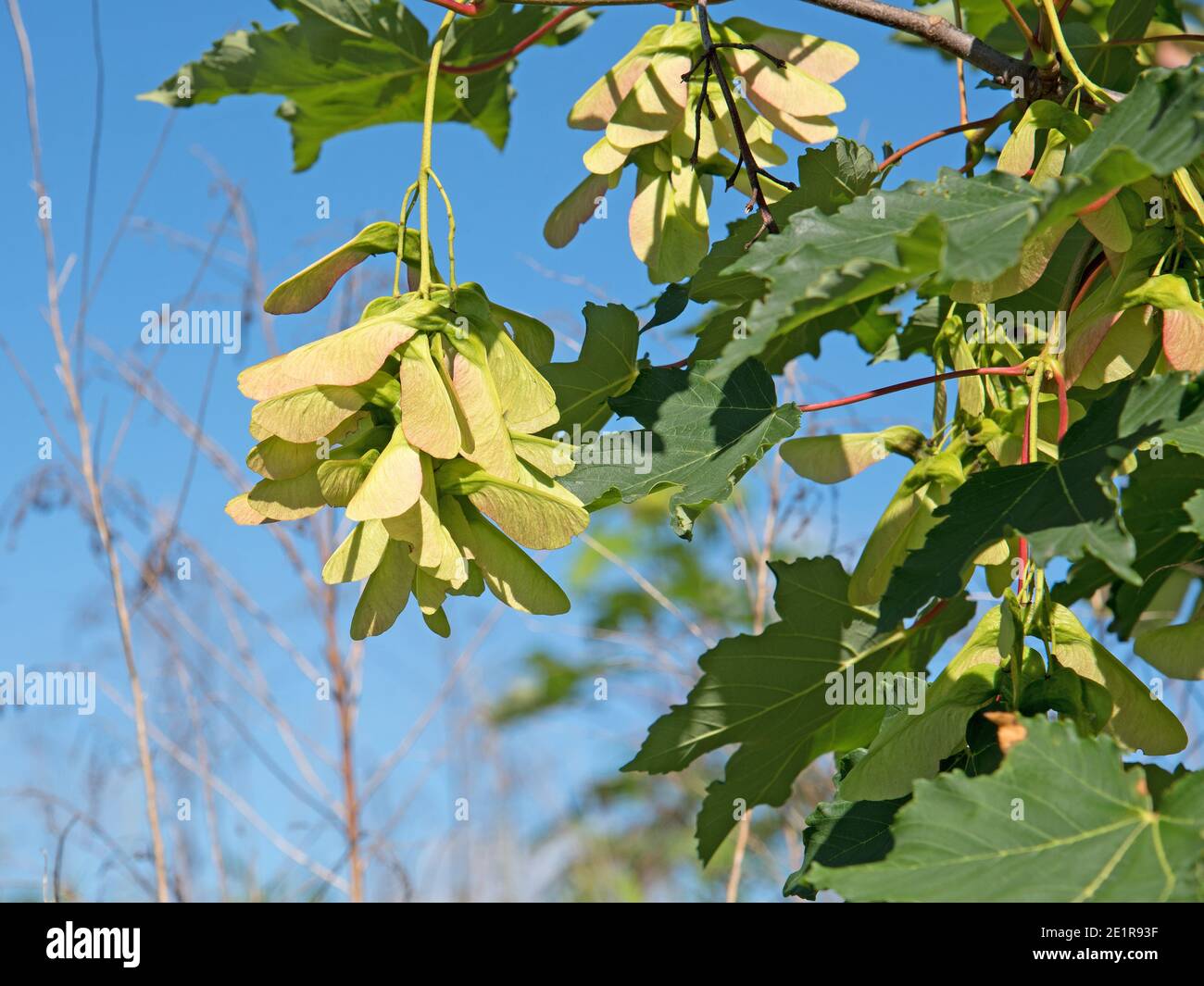 Fruits from the maple tree, acer Stock Photo