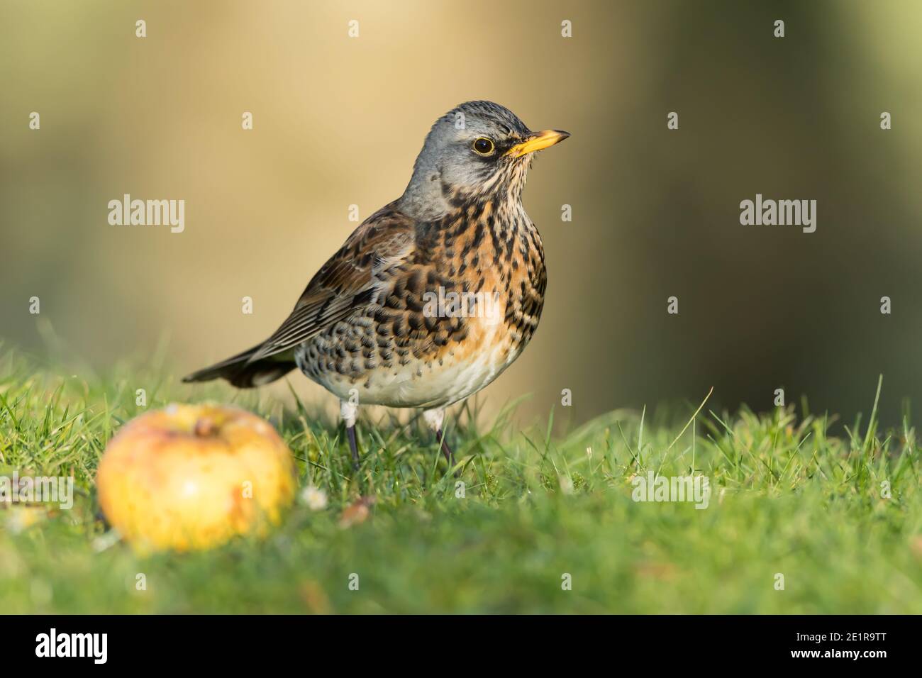 Fieldfare on grass with a windfall apple Stock Photo