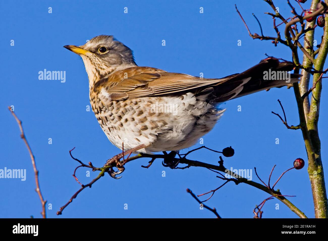 Fieldfare on a branch Stock Photo Alamy