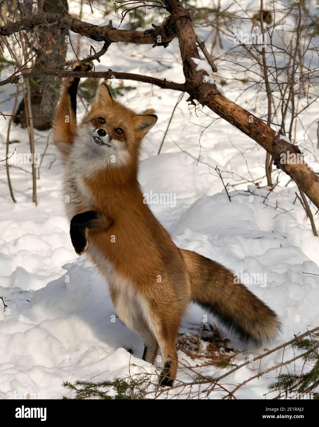 Red fox standing on back legs and looking at camera in the winter season in  its environment and habitat with snow and branches background Stock Photo -  Alamy