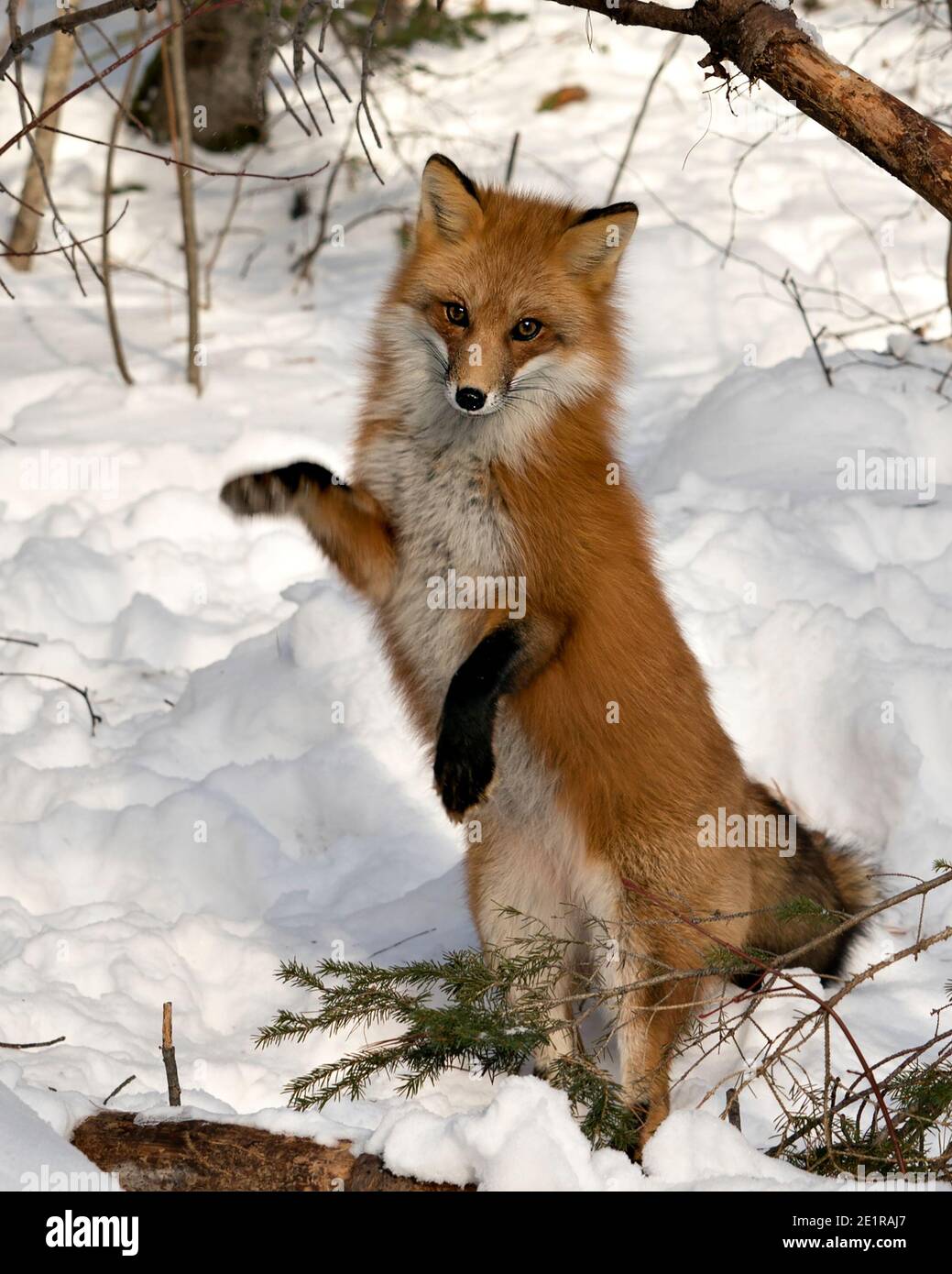 Red fox looking at camera and standing on back legs in the winter season in its environment and habitat with snow and branches background. Fox Image. Stock Photo