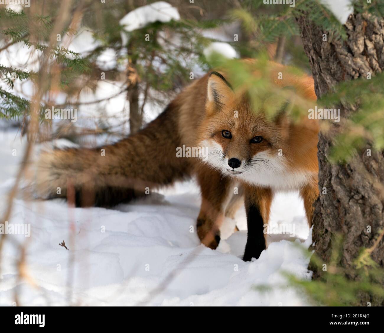 Red fox looking at camera in the winter season in its environment with snow and branches background displaying bushy fox tail, fur. Fox Image. Picture Stock Photo