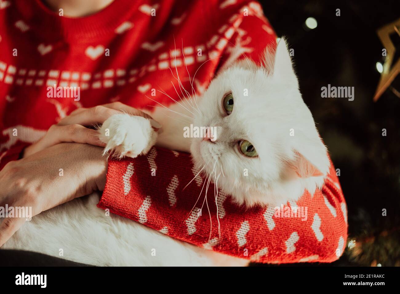 Female hands stroking with love her fluffy white cat near Christmas glowing  tree. Woman with lovely pet, New Year animals concept Stock Photo - Alamy