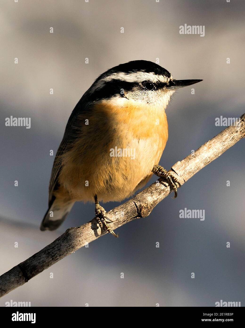 Nuthatch close-up profile view perched on a tree branch in its environment and habitat with a blur background, displaying feather plumage. Image. Stock Photo