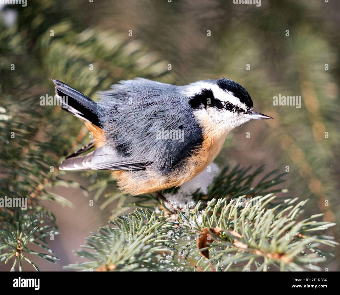 Nuthatch close-up profile view perched on a tree branch in its environment and habitat with a blur background, displaying fluffy feather wings and bir Stock Photo