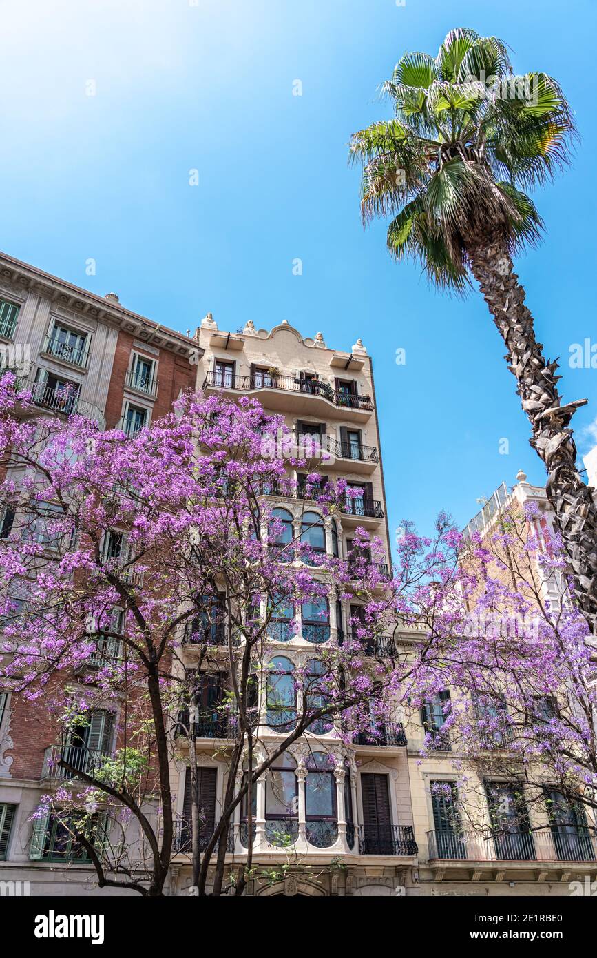 Purple Flower Trees In Barcelona City In Spain Stock Photo