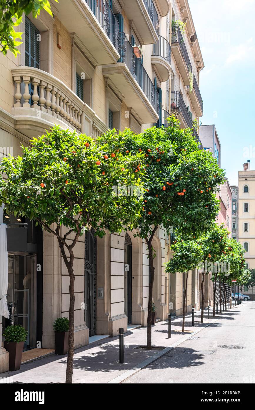 Orange Trees In Barcelona City, Spain Stock Photo Alamy