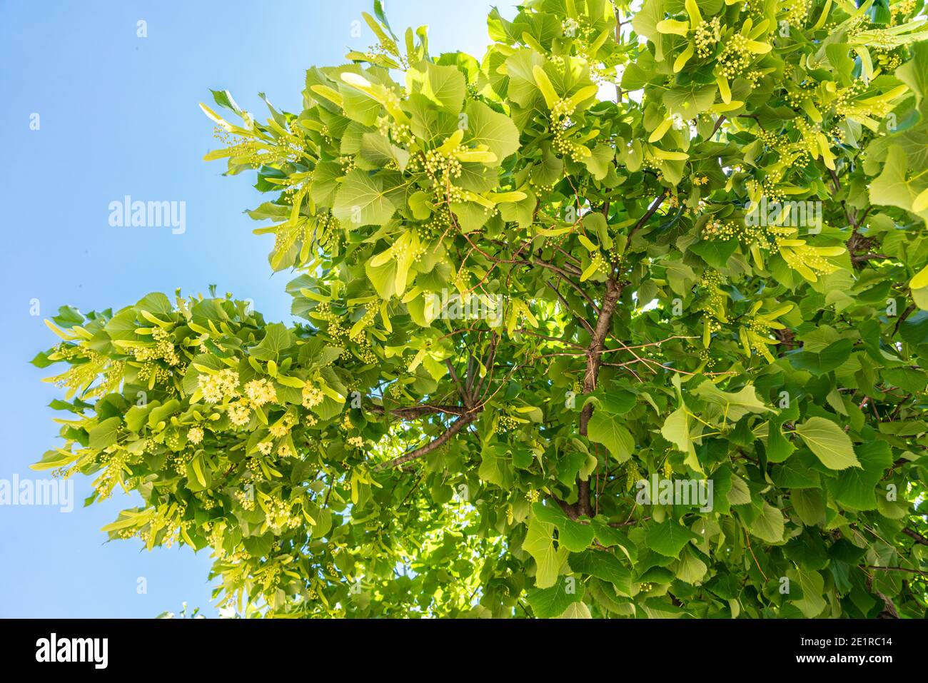Lime tree flowers hires stock photography and images Alamy