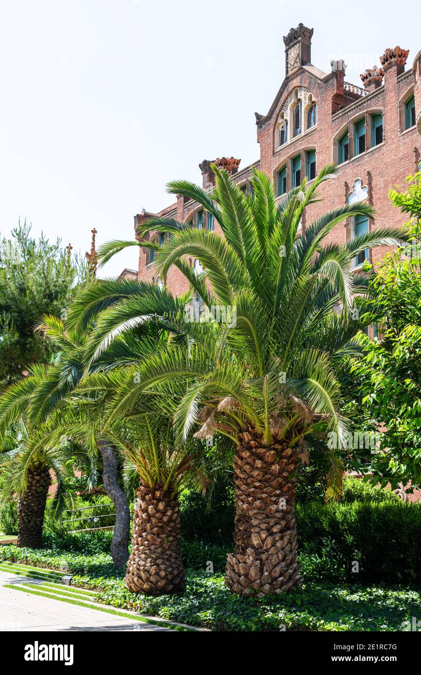 Orange Trees In Barcelona City, Spain Stock Photo Alamy