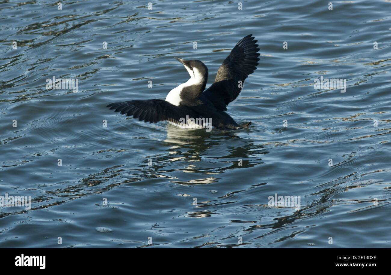 A Guillemot resting in Scarborough Harbour stretches its wings in a flurry of motion. The shelter of the harbour is an ideal place to rest up Stock Photo