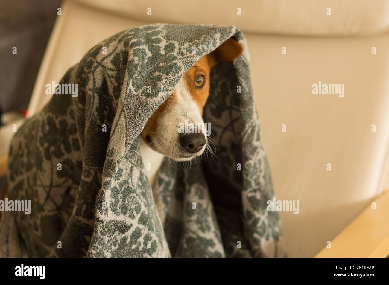 Indoor portrait of resourceful basenji dog hiding under coverlet while sitting in human  chair Stock Photo