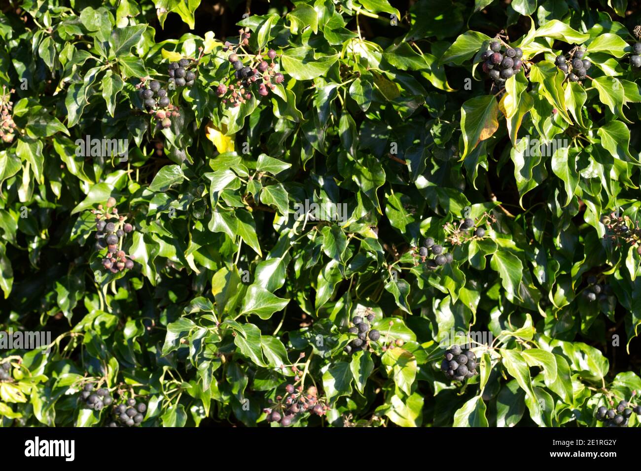 Hedera, or Ivy, with black berries forming a hedge, pictured in winter