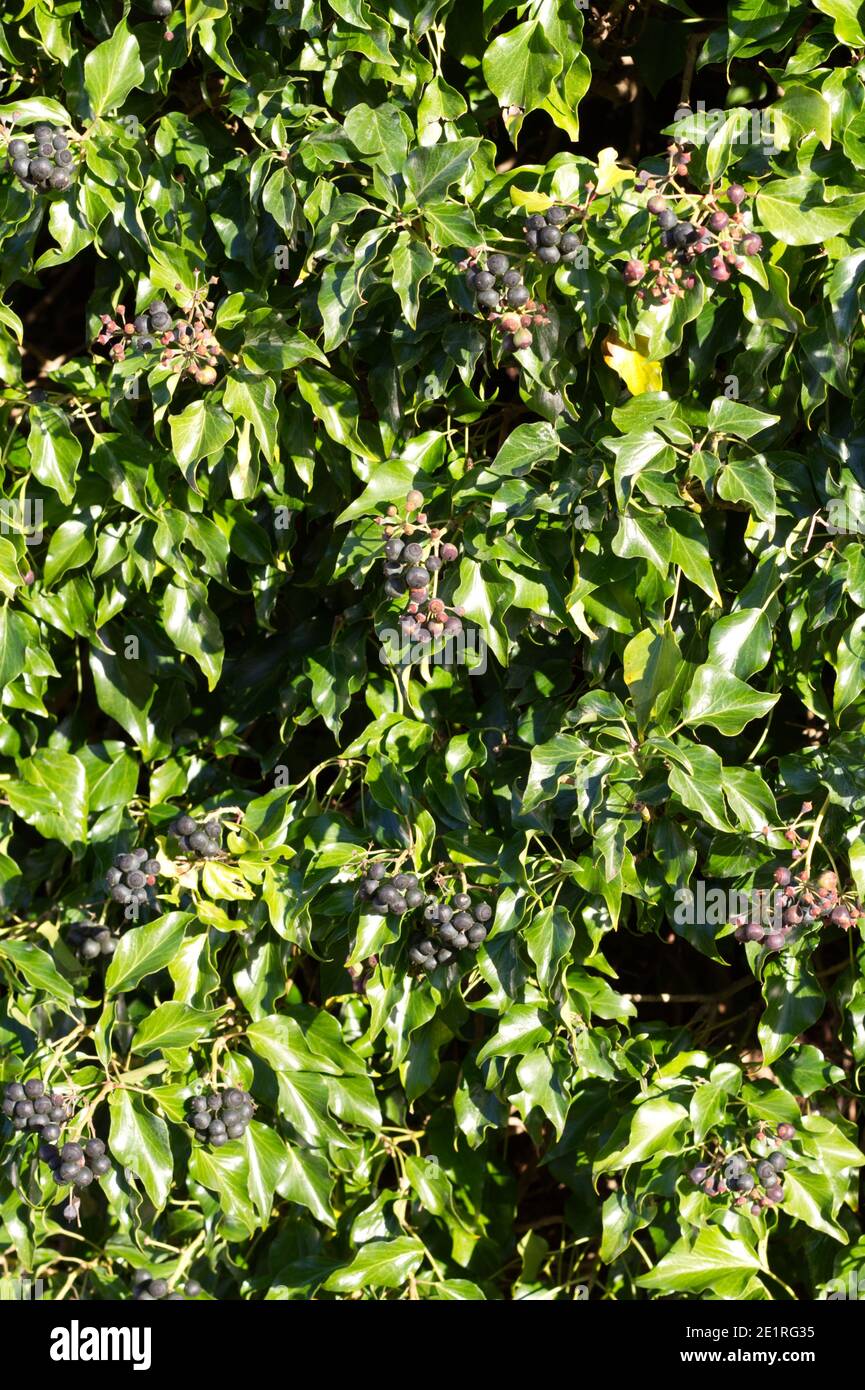 Hedera, or Ivy, with black berries forming a hedge, pictured in winter