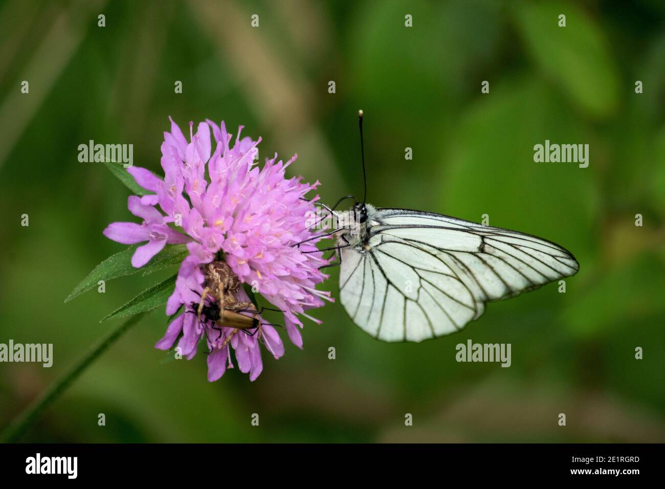 А beautiful white butterflies on the flower- Aporia crataegi. A spider has caught a beetle. Stock Photo