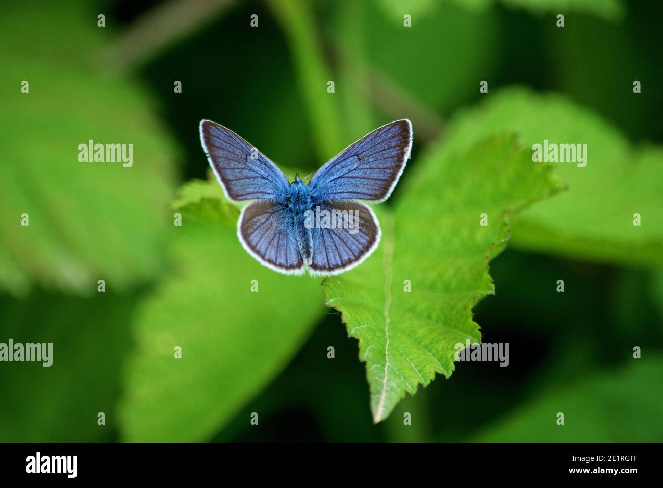 The holly blue butterfly (Celastrina argiolus) on a grass steam - close-up Stock Photo