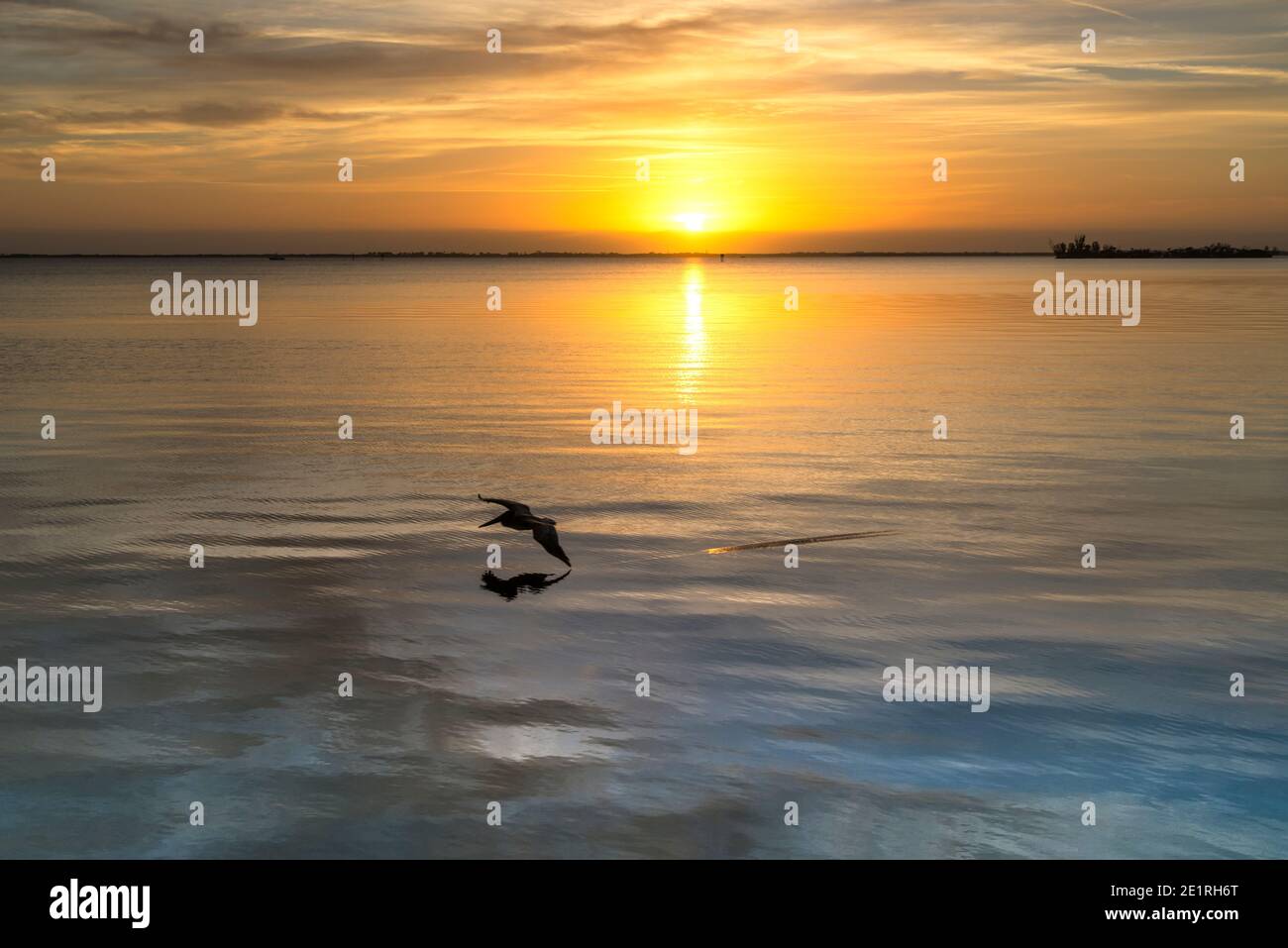 Scenic view of a pelican flying across the Saint Sebastian river with the sunrise in the background in Sebastian, Florida. Stock Photo