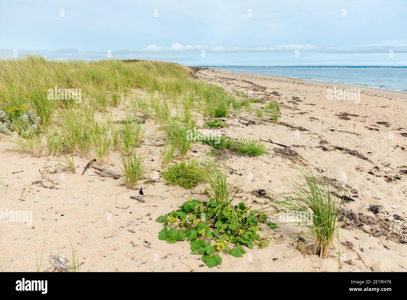 View of the the beach and natural grasses in Provincetown, Massachusetts along the Atlantic Ocean. Stock Photo