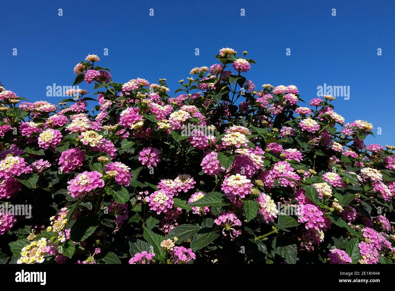 Flowering shrubs Lantana camara Lantana flowers Stock Photo