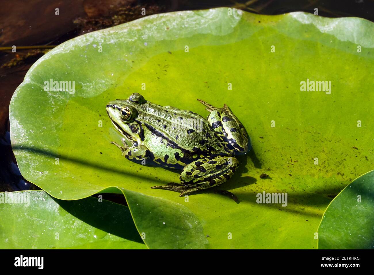 Marsh Frog, Pelophylax ridibundus or L sitting on a leaf in small garden pond wildlife Stock Photo