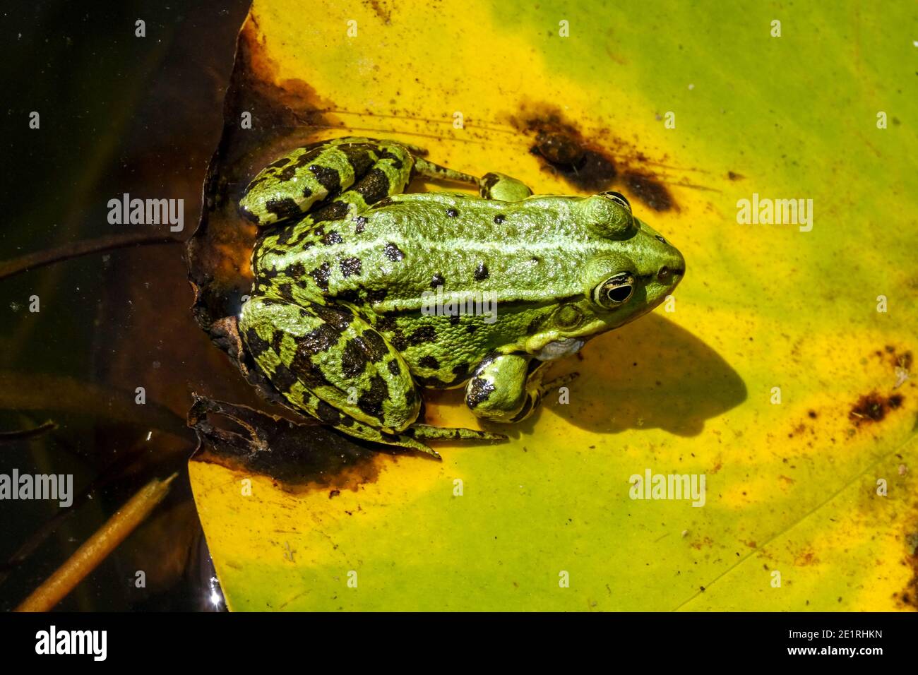 Marsh Frog, Pelophylax ridibundus or Rana ridibunda sitting on a leaf in small garden pond wildlife Stock Photo