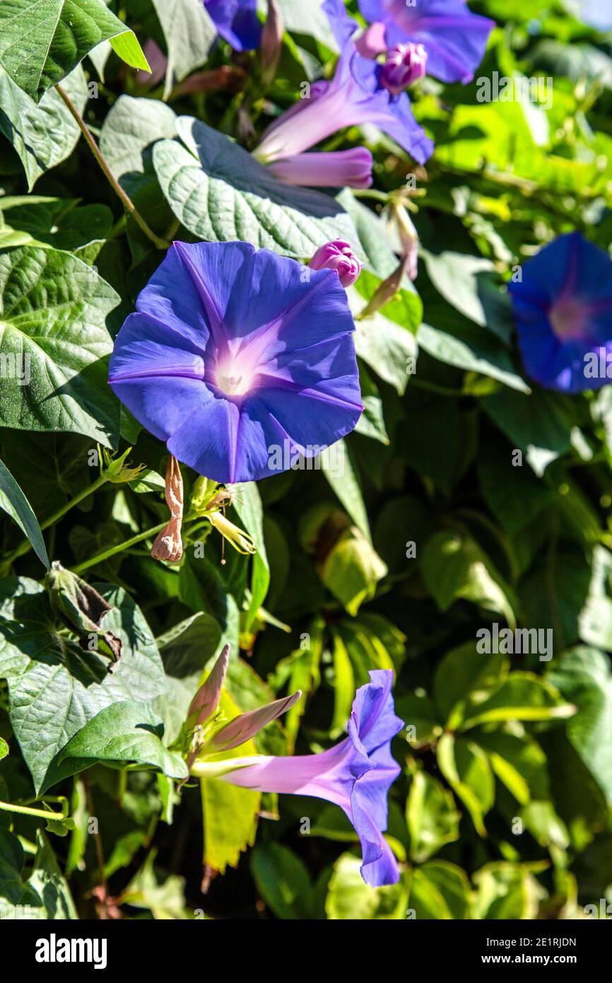 Blue morning glory flowers in Fethiye, Turkish Riviera, Turkey Stock Photo