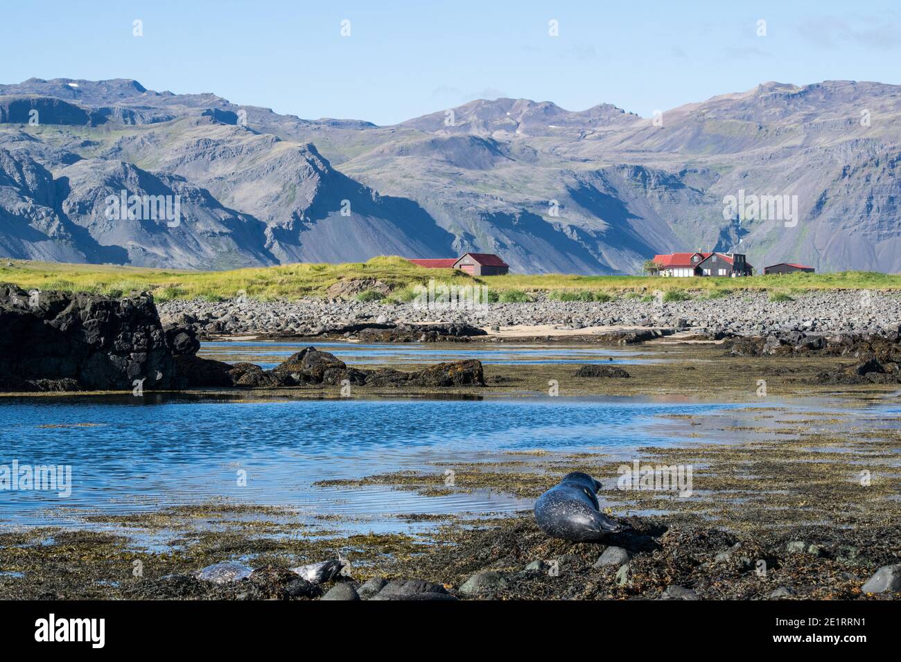 Seals at Ytri Tunga Beach in Iceland Stock Photo
