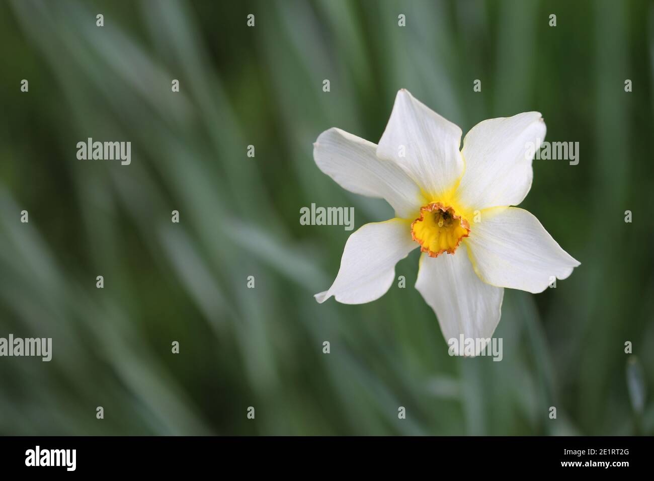 Small cupped daffodil flower with white petals and orange centre cup with red margin and a background of blurred leaves, stems and flowers. Stock Photo